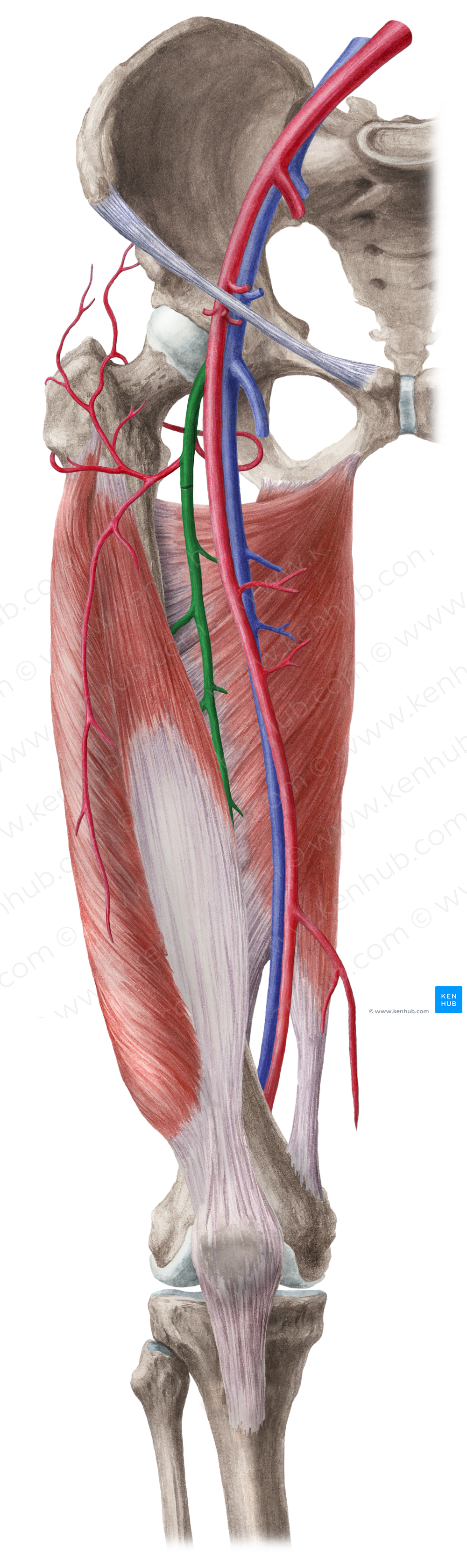 Deep femoral artery (#1651)