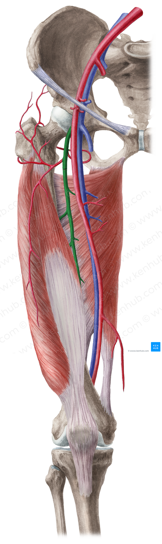 Deep femoral artery (#1651)
