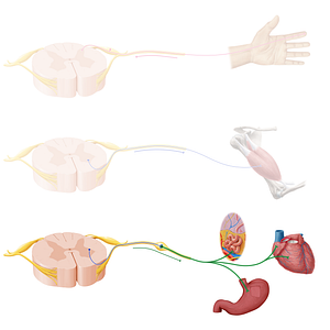 Postganglionic autonomic nerve fiber (#20914)