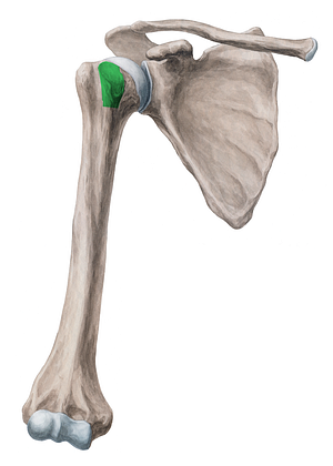 Lesser tubercle of humerus (#9741)