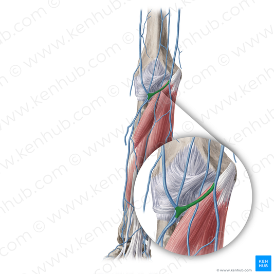 Median cubital vein (#10395)