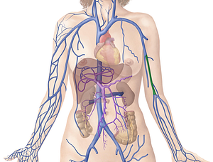 Brachial veins (#9994)