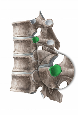 Superior costal facet of vertebra (#11271)