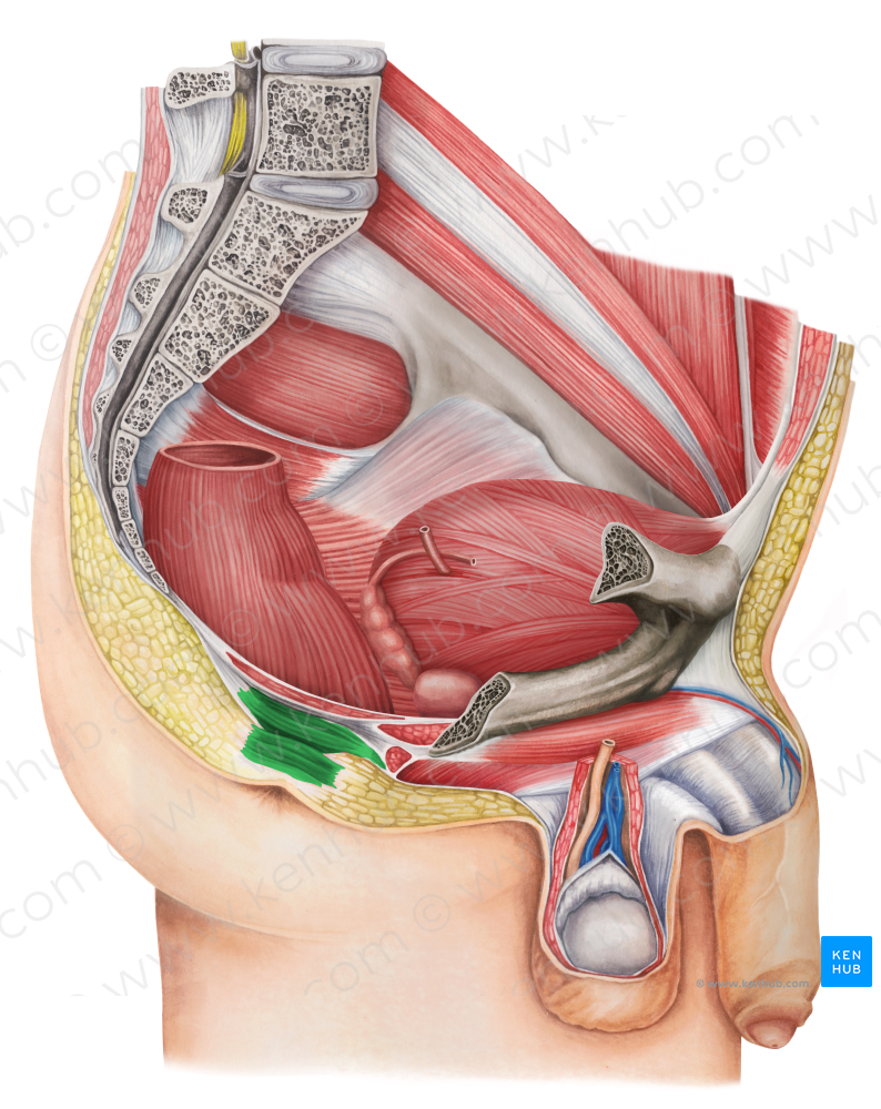 External anal sphincter (#5967)