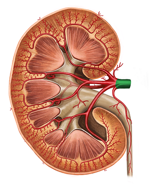 Right renal artery (#1745)
