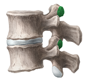 Mammillary process of lumbar vertebra (#8217)