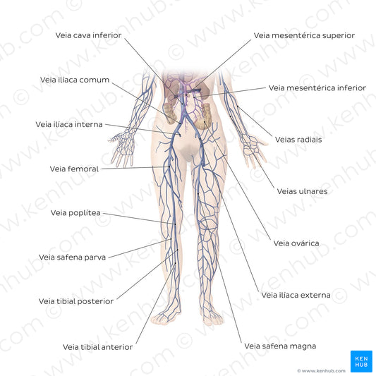 Cardiovascular system: Veins of the lower part of the body (Portuguese)