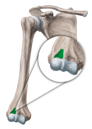 Radial fossa of humerus (#3878)