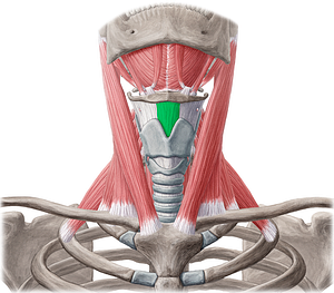 Median thyrohyoid ligament (#4649)