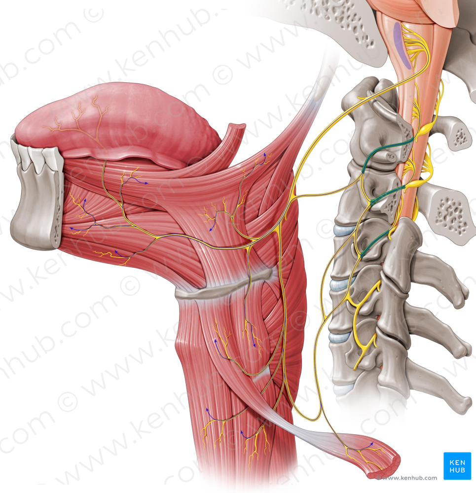 Anterior rami of spinal nerves C1-C3 (#8580)