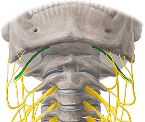 Hypoglossal nerve (#6466)