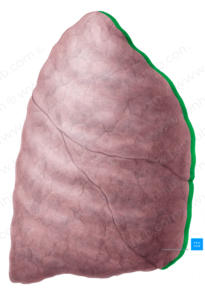 Anterior border of right lung (#4916)