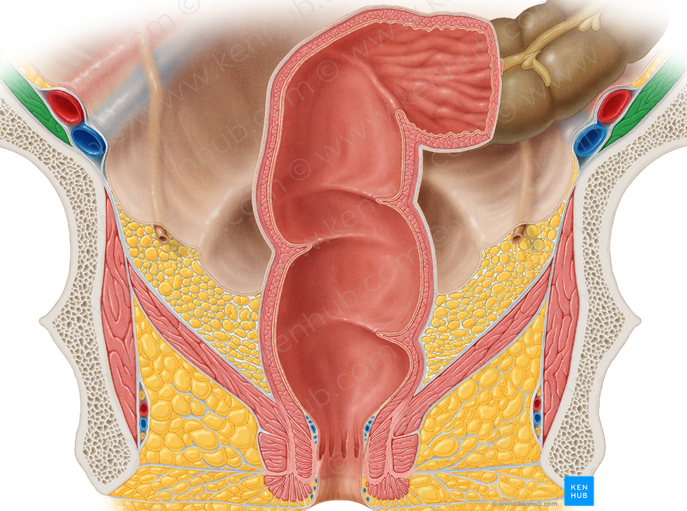 Iliacus muscle (#5445)