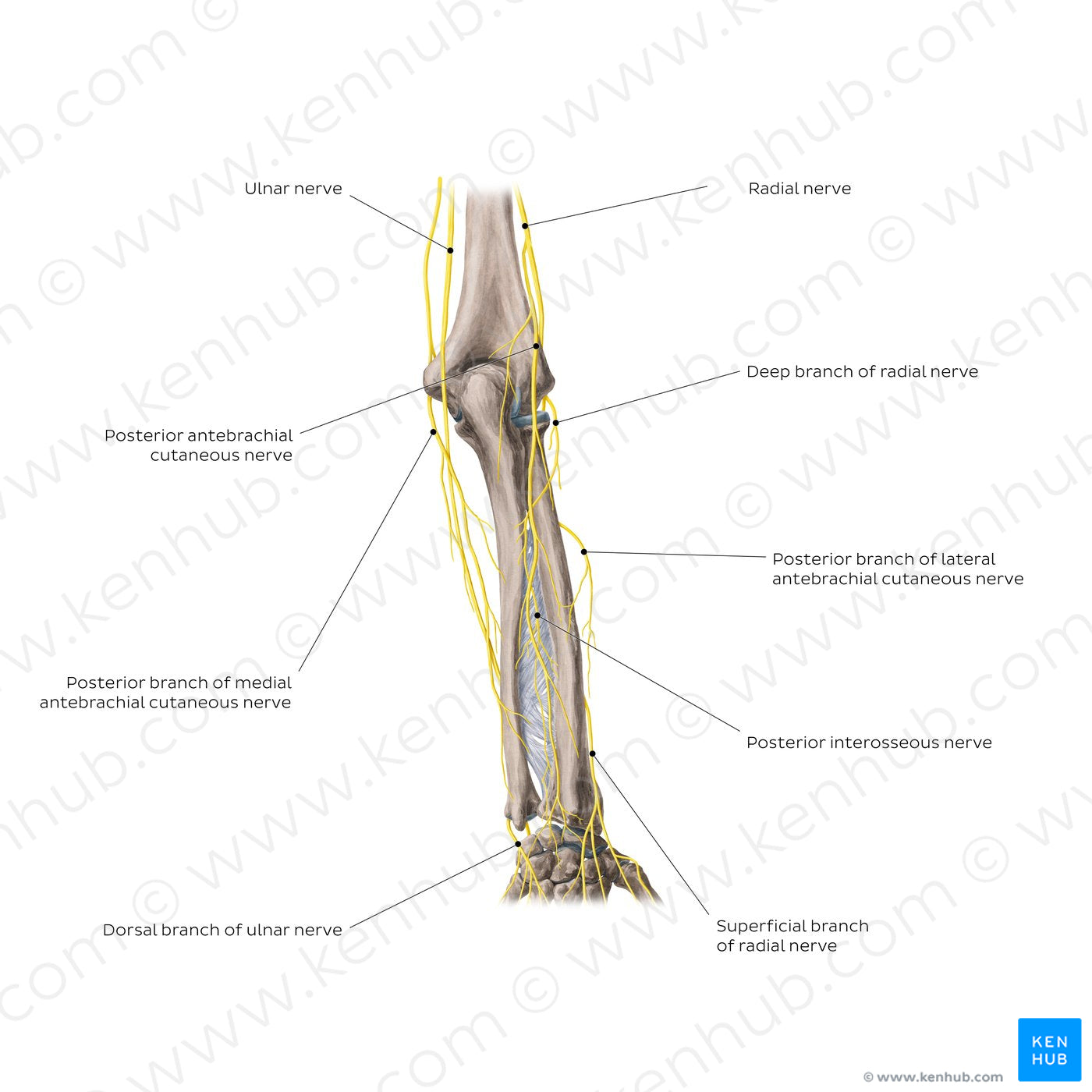 Nerves of the forearm: Posterior view (English)