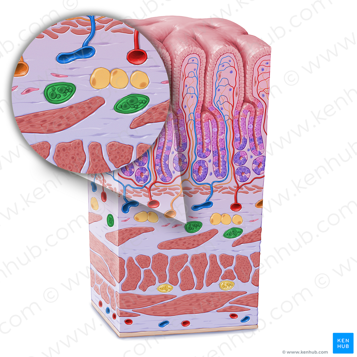 Submucosal plexus (of Meissner) (#21615)