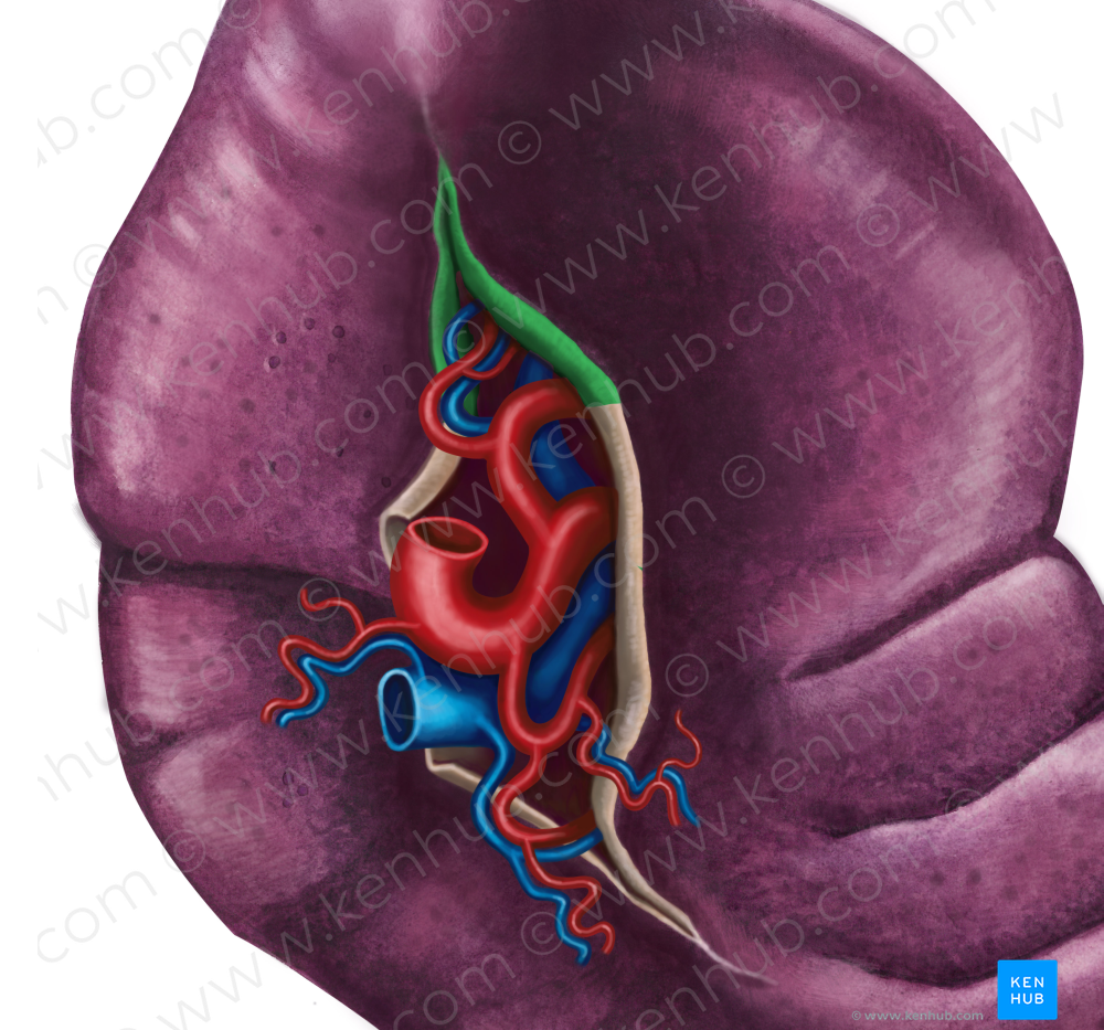Gastrosplenic ligament (4536) Kenhub Image License Store