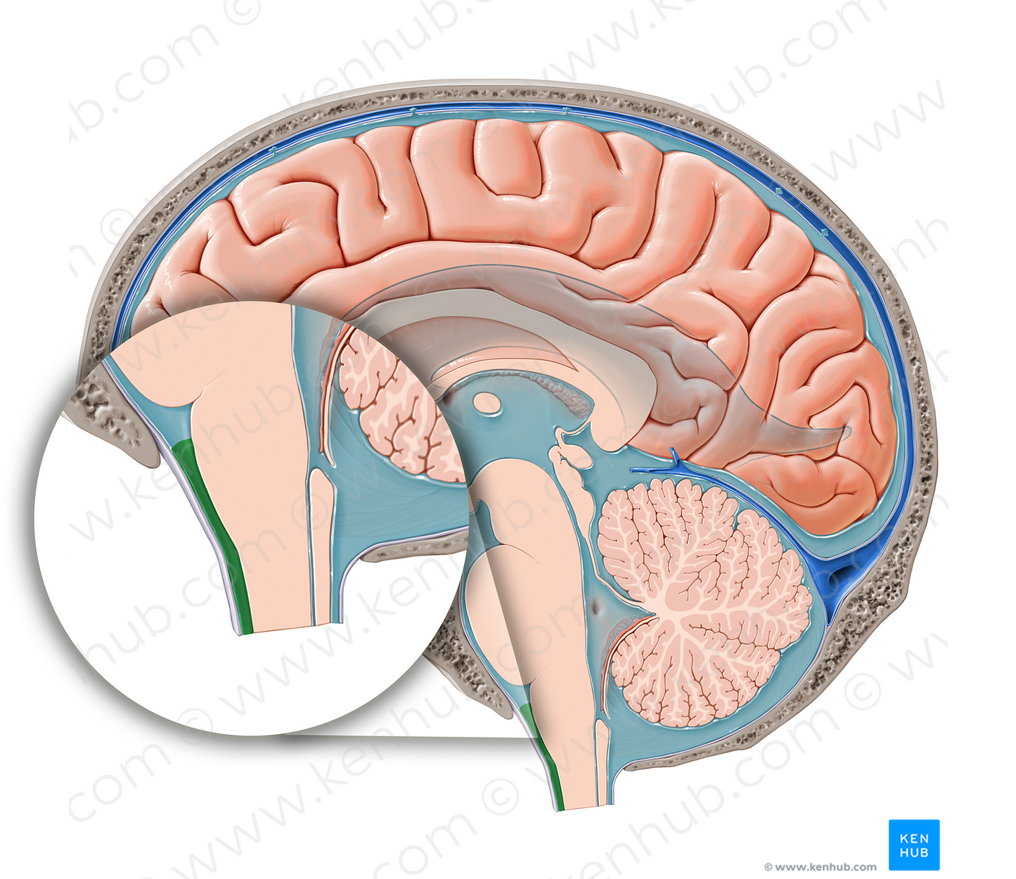 Spinal subarachnoid space (#12081)