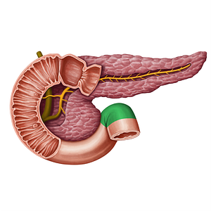 Duodenojejunal flexure (#13952)