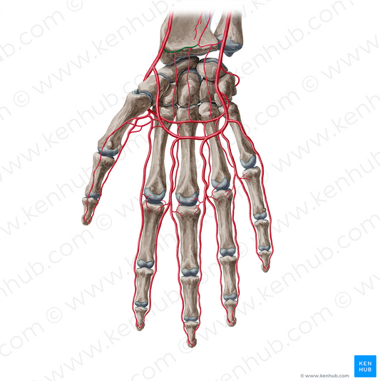 Palmar carpal branch of radial artery (#20425)