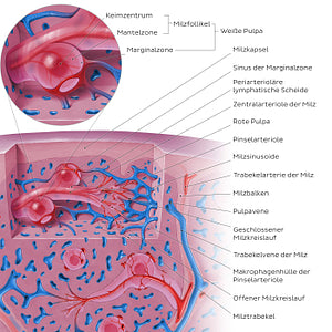 Spleen microcirculation (German)