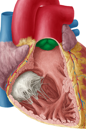 Pulmonary valve (#9911)