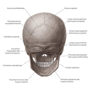 Skull (posterior view) (Spanish)