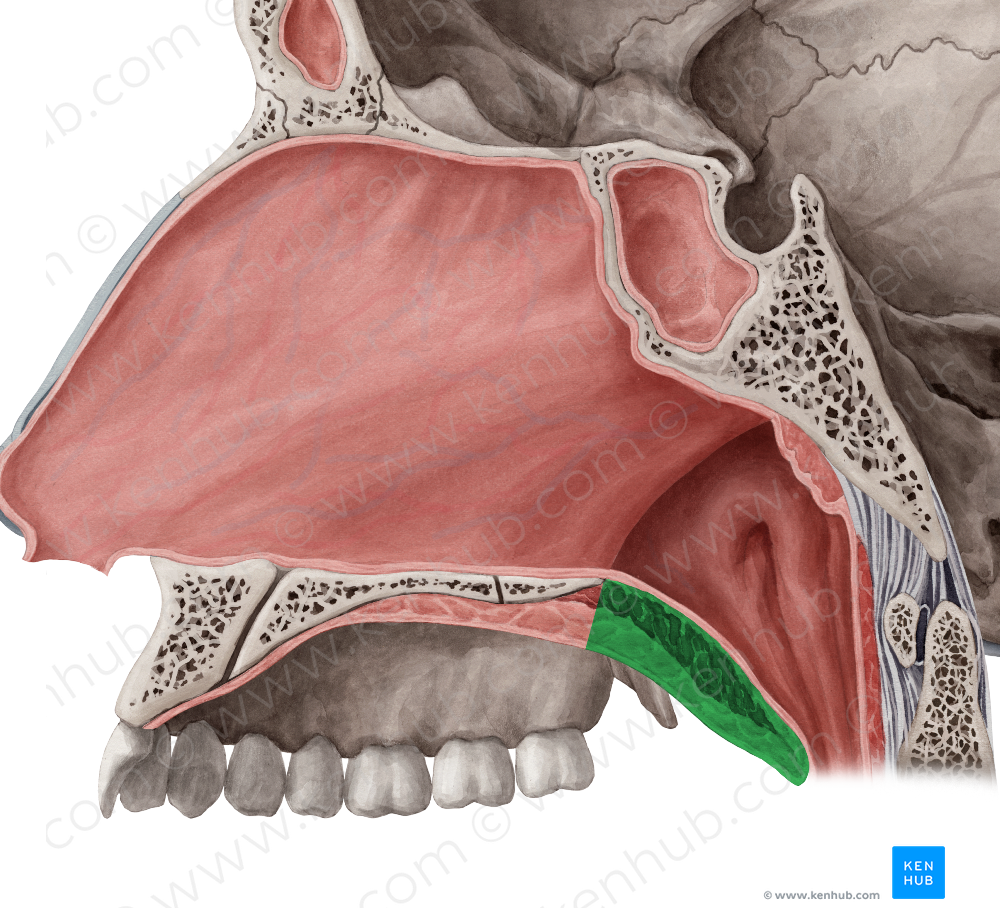 Soft palate (#7591)