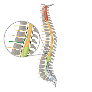 Spinal nerve T10 (#16156)