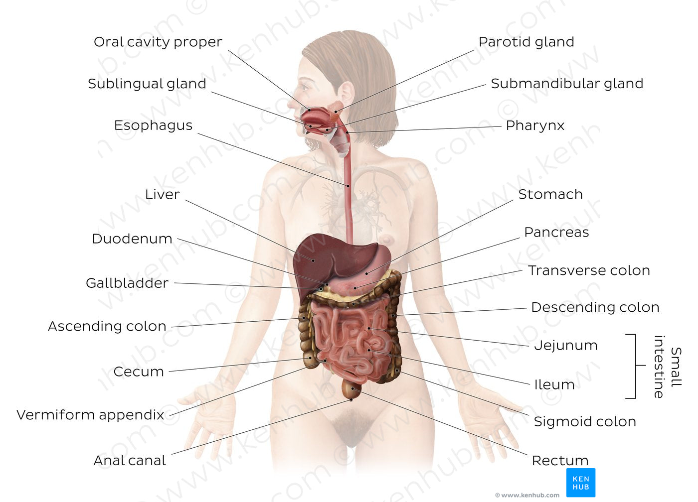 Digestive system (English)