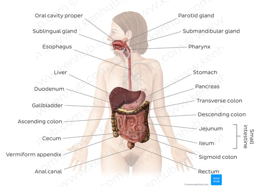 Digestive system (English)