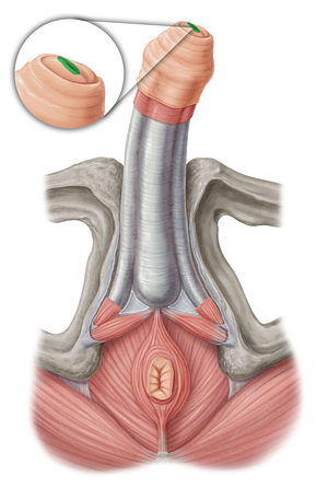 External orifice of urethra (#7562)