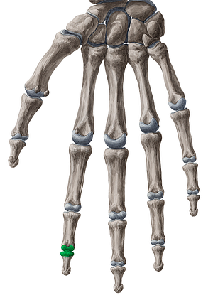 Distal interphalangeal joint of 2nd finger (#2016)