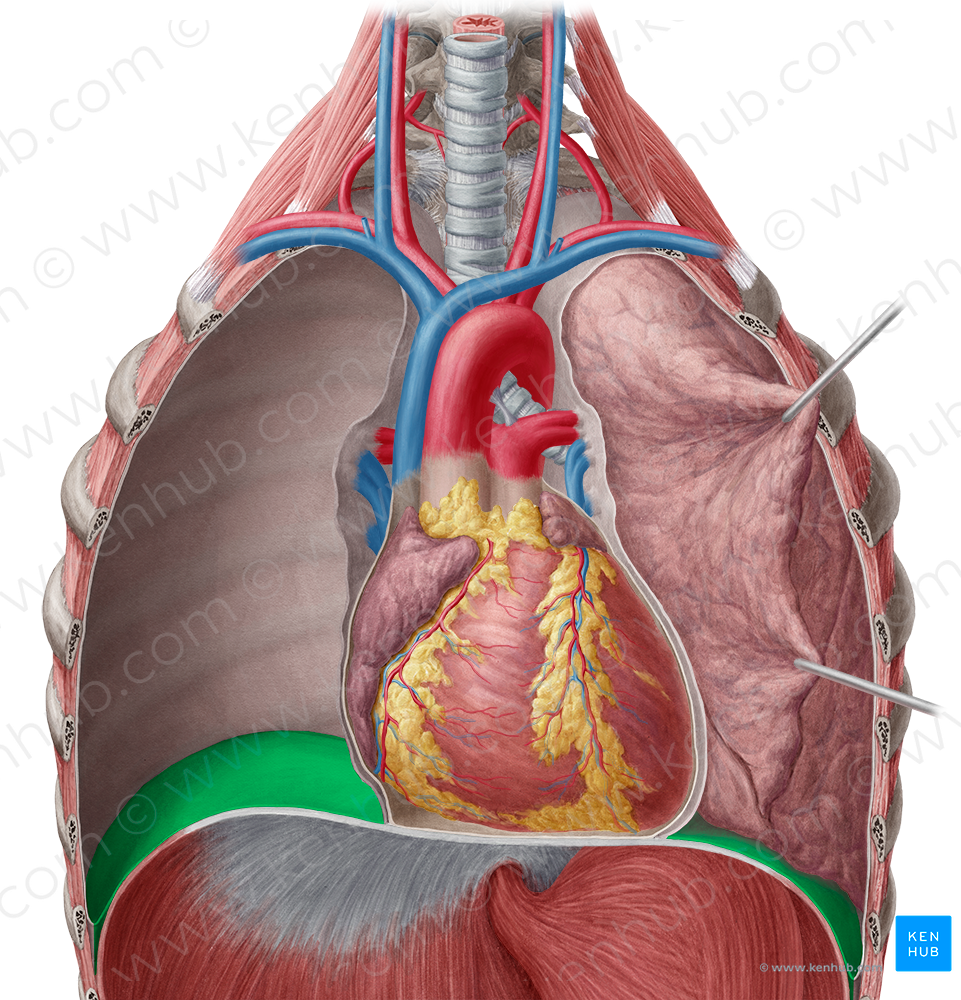 Diaphragmatic part of parietal pleura (#7702)