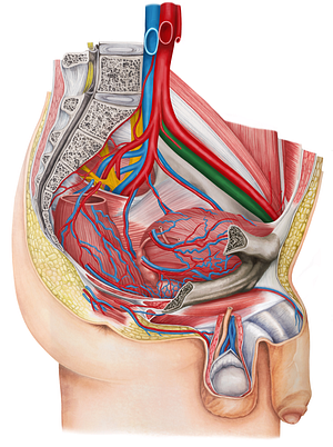 Left external iliac vein (#10310)