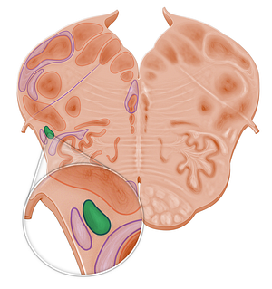 Spinothalamic tract (#10965)