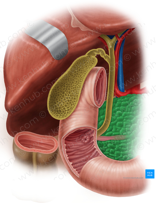 Pancreas (#7611)