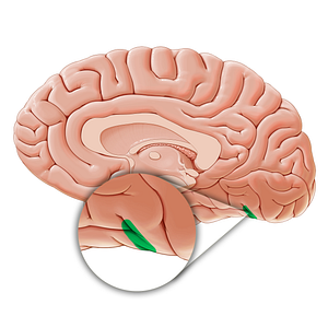 Preoccipital notch (#21174)