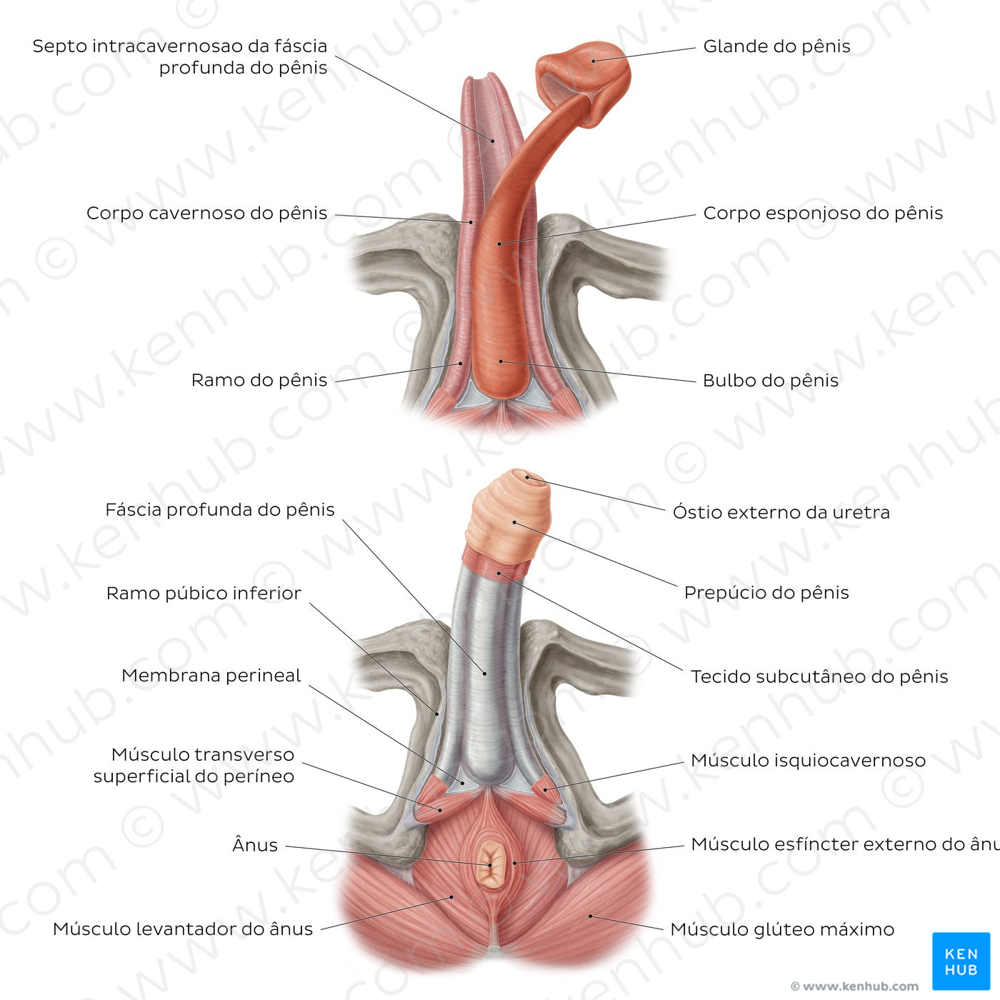 Structure of the penis (Portuguese)