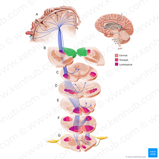 Thalamus (#11226)