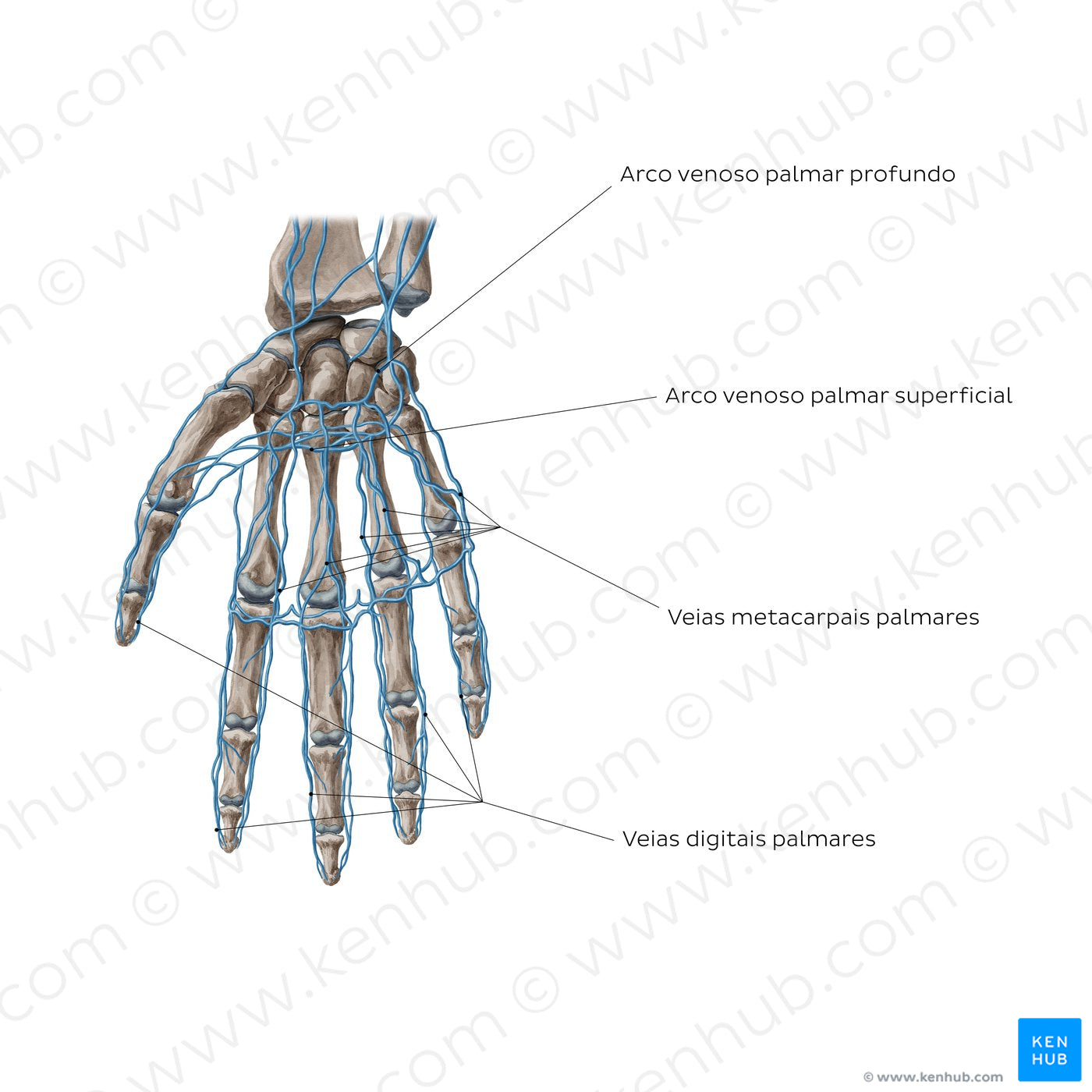 Veins of the hand: Palmar view (Portuguese)