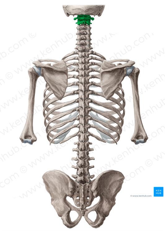 Craniovertebral joints (#116)