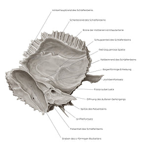 Temporal bone (medial view) (German)