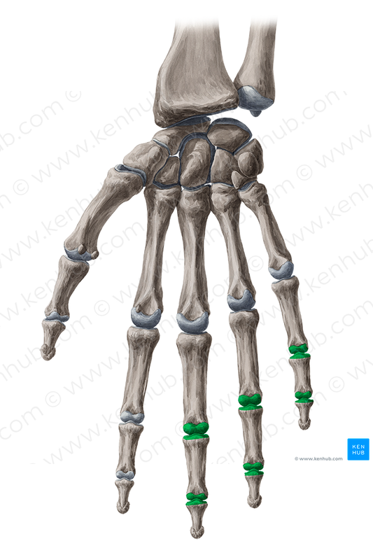 Interphalangeal joints of 3rd-5th fingers (#2046)