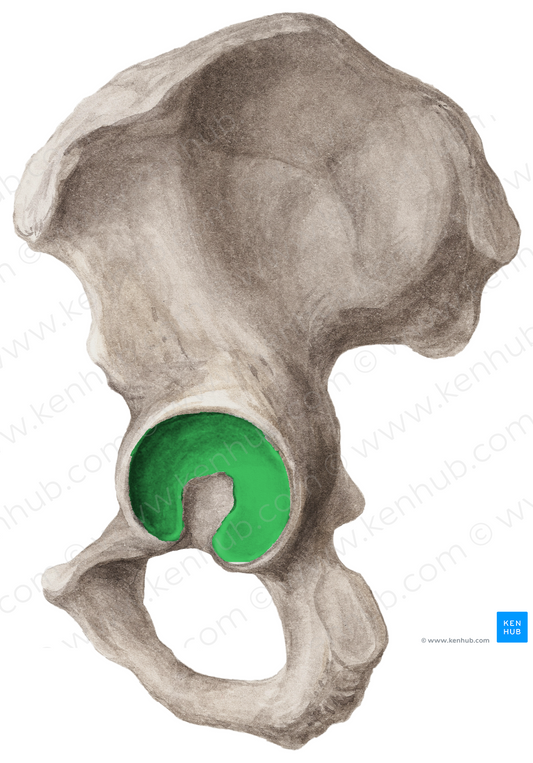 Lunate surface of acetabulum (#3508)