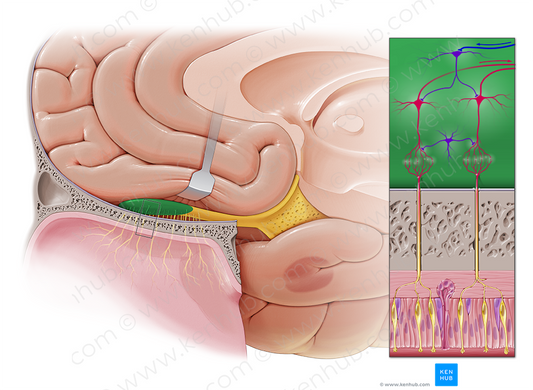 Olfactory bulb (#2248)