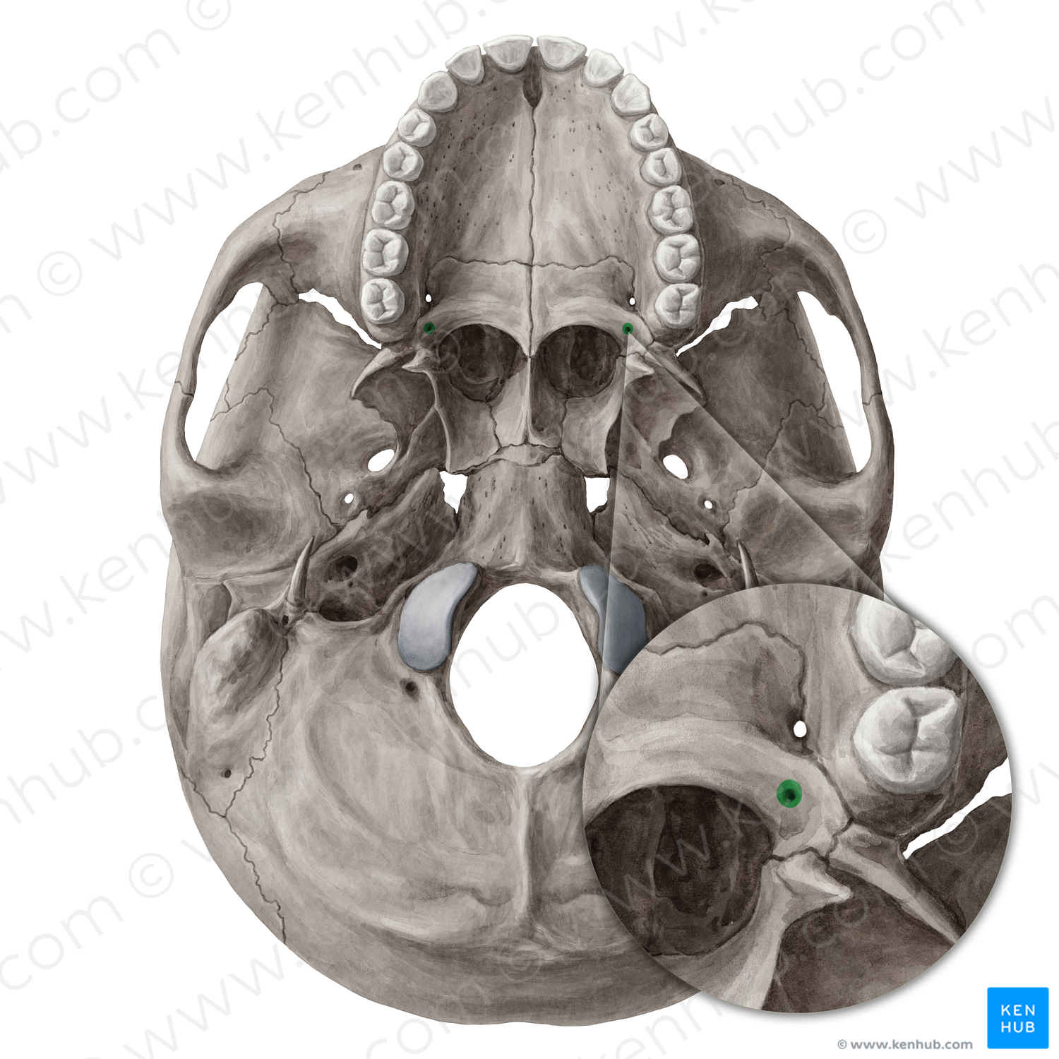 Lesser palatine foramen (#3795)