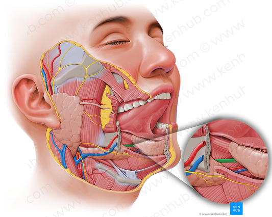 Submandibular duct (#514)