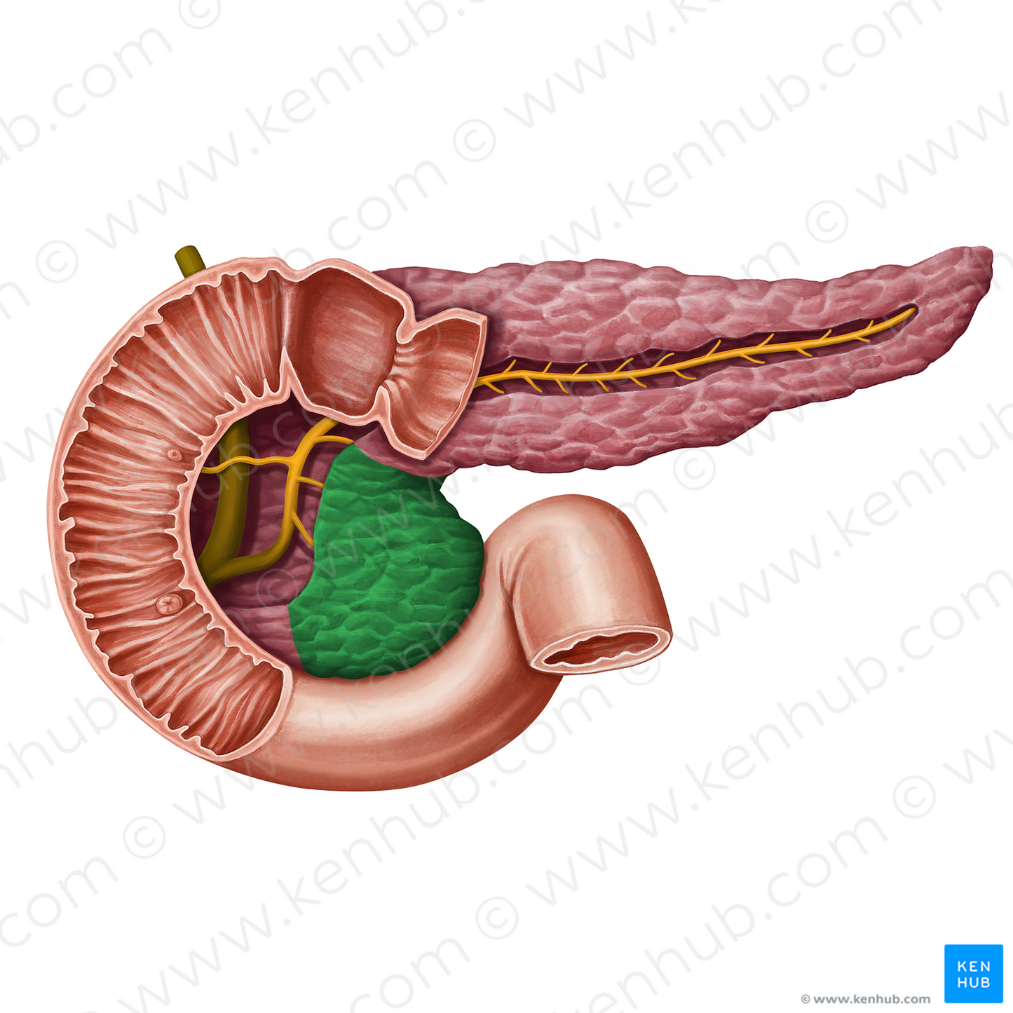 Uncinate process of pancreas (#13933)