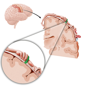 Motor cortex of index finger (#11076)