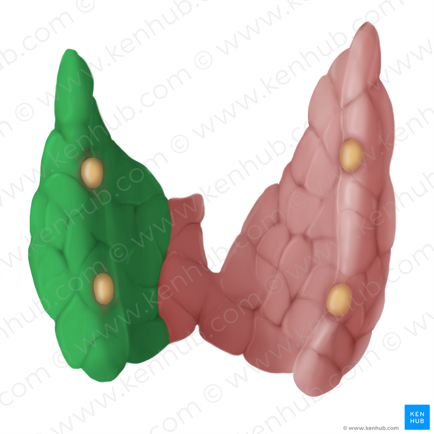 Left lobe of thyroid gland (#14110)